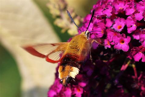 Der hummelschwärmer ist ein schmetterling aus der familie der schwärmer. Hummelschwärmer (Hemaris fuciformis) - www.natur-in-nrw.de
