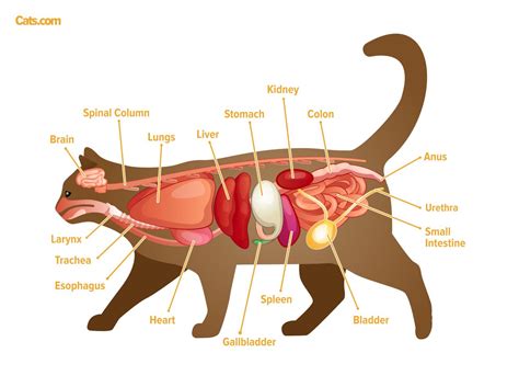 Cat Anatomy Guide