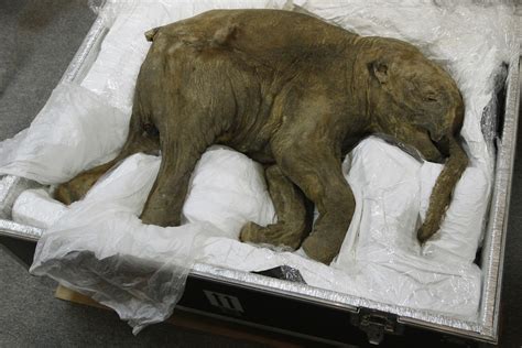 Perfectly Preserved Woolly Mammoth On Display At Londons Natural