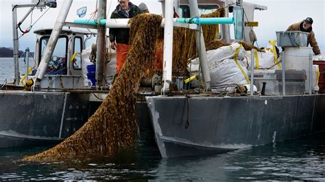 Maine Seaweed Growers To Break State Records This Spring Nbc Boston