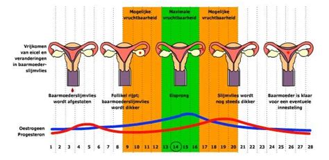 1 4 Menstruatiecyclus K12 Generaties Bovenbouw Vmbo Biologie Voor Het Voortgezet Onderwijs