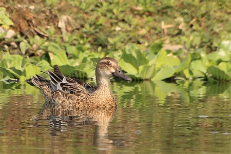 Common Teal Duck Photograph By Vijay Sonar Pixels