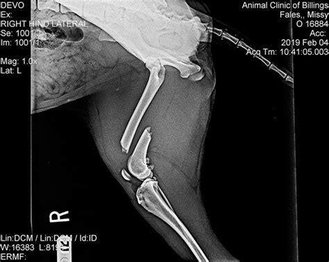 Dog Mri Ultrasound X Ray Ct Scans Animal Clinic Of Billings