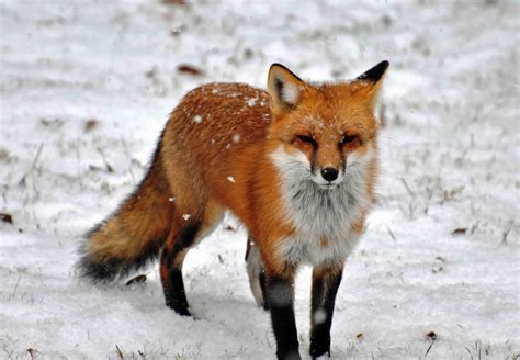red fox - Google Search | Домашняя лиса, Рыжая лиса, Лисята