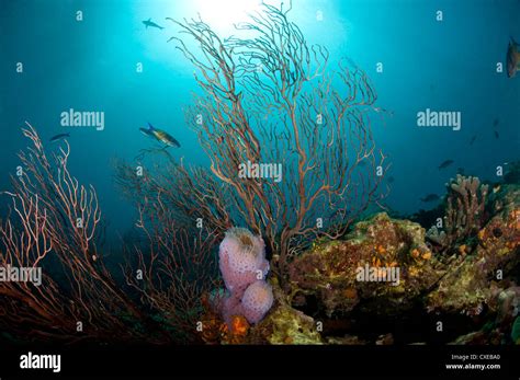 Reef Scene With Fan Coral And Vase Sponge St Lucia West Indies