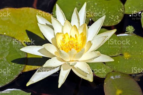 White Lotus Flower Floating In Water Stock Photo