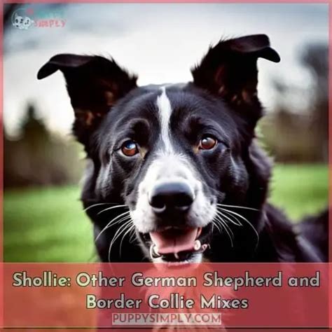 The Shollie Exploring The Captivating German Shepherd Border Collie Mix