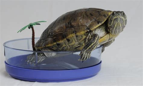 What is the best tank for turtles? baby turtle tanks