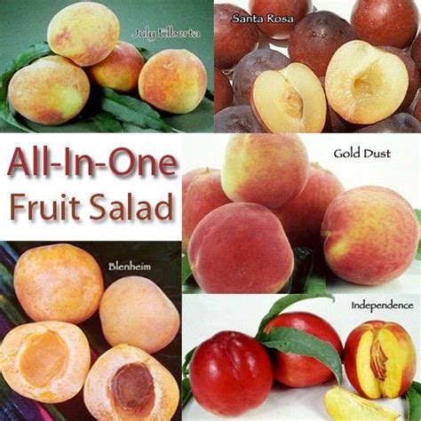 Peaches, plums, nectarines, apricots and peachcots. Fruit Salad Multi Tree from GrowOrganic.com | Fruit trees ...
