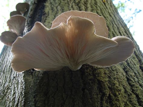 Pleurotus Oyster Mushrooms