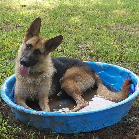 German shepherd puppies are often listed as one of the most popular puppy breeds in the united states. German Shepherd Puppies For Sale | Linden, NC #208459