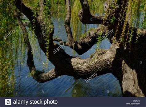 The Low Hanging Branches Of A Weeping Willow Tree Surrounded By Water