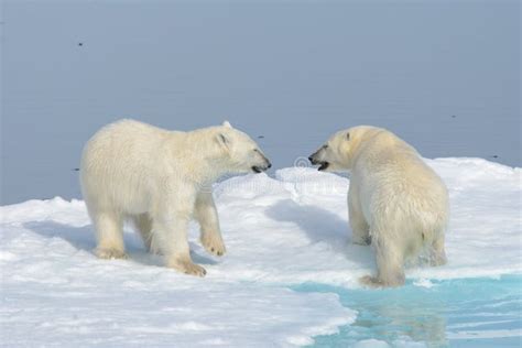 Two Polar Bear Cubs Playing Together On The Ice Stock Photo Image Of