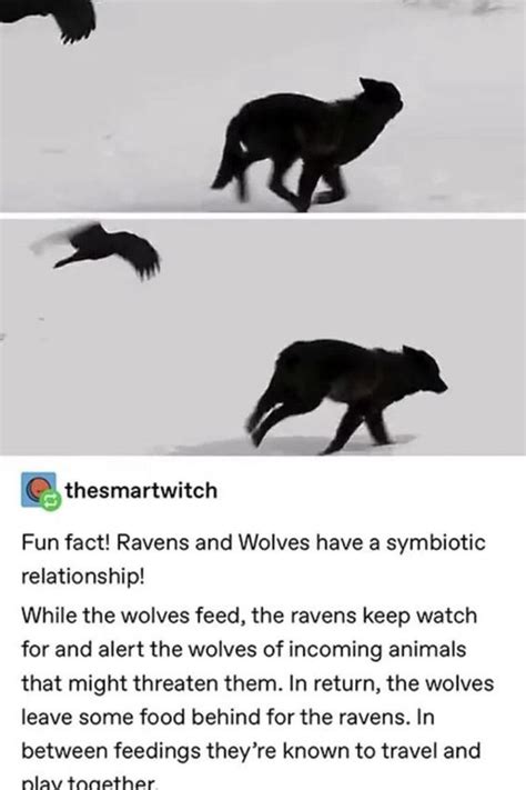 Thesmartwitch Fun Fact Ravens And Wolves Have A Symbiotic Relationship While The Wolves Feed