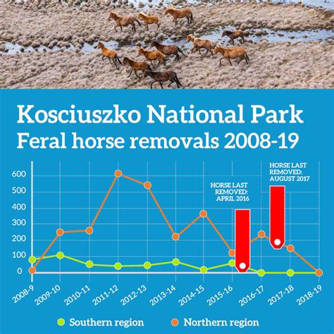 Revealed Kosciuszko Feral Horse Program In Meltdown Invasive Species