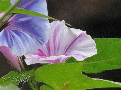 Several years after the end of the fourth shinobi world war, sasuke uchiha travels through a forest. Morning Glories in Bloom | Hometalk