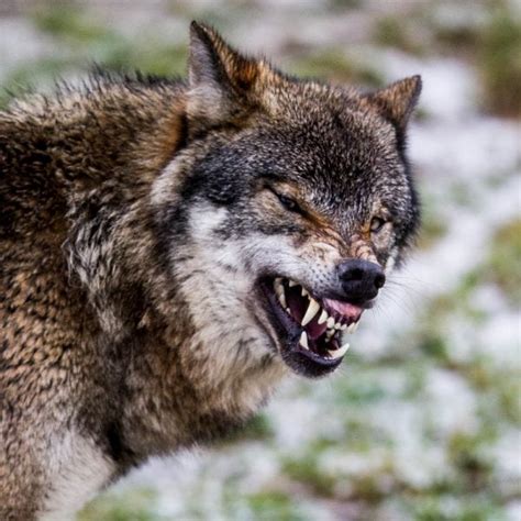 I thought you were a wolf?? The Truth About Wolf Surplus Killing: Survival, Not Sport ...
