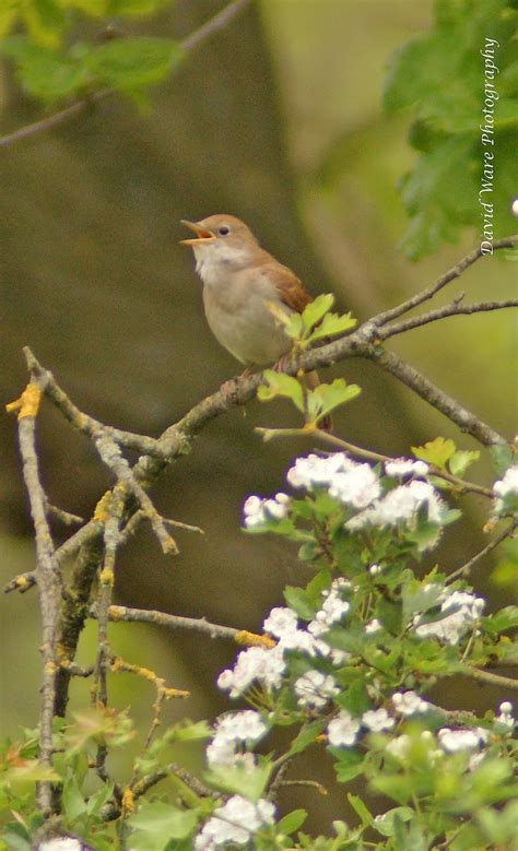 Последние твиты от the nightingale (@nightingale). Birding with Flowers: Nightingale Special