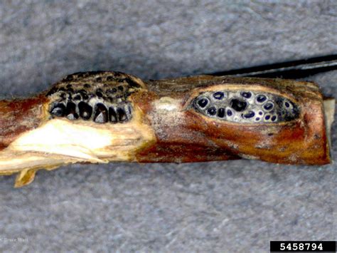 Stable genetic resistance to the fungal disease eastern filbert blight (efb), caused by anisogramma anomala, is vital for sustainable production of european hazelnut (corylus avellana) in eastern north america. Eastern filbert blight (Anisogramma anomala ) on common ...