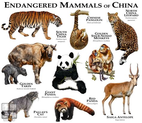 Extinct Animals Mammals List