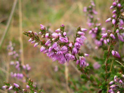 Wild Heather | Heather plant, Plants, Scottish heather