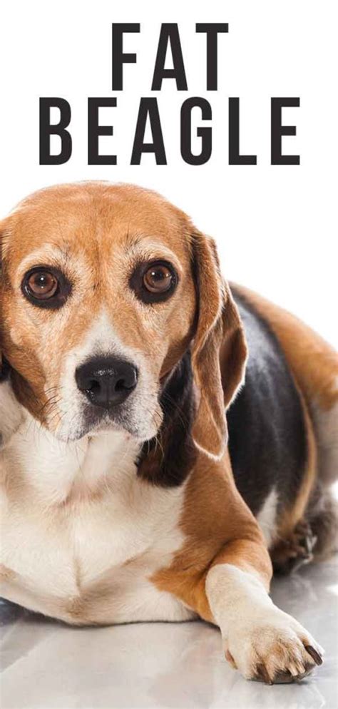 Fat Beagle Is Your Little Pup Getting Overweight