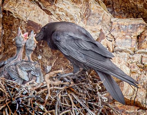 A Common Raven Nest With Two Chicks As Photographed By Richard Custer