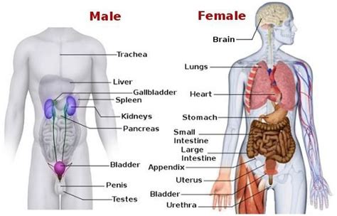 This useful list will help you expand your english vocabulary words. Organs - My Future Depends on Me