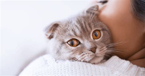 8 Cat Breeds With The Friendliest Personalities Thrive50plus Magazine