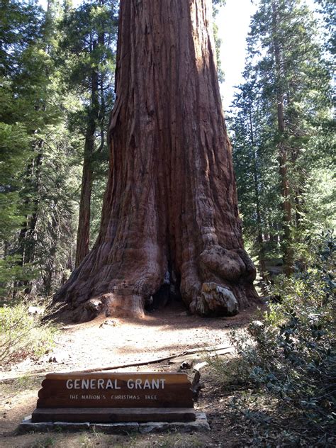 A Must See When Visiting The Giant Sequoia National Monument 3rd