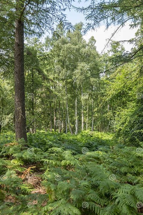 German Moor Forest Landscape With Fern Grass And Deciduous Trees In