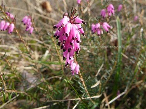 È un agriturismo e si chiama sottobosco e l'ha fatto la mamma con suo marito, ma anche i due figli hanno fatto tantissime cose. In nome dei fiori: Erica carnea: minuscoli fiori rosa