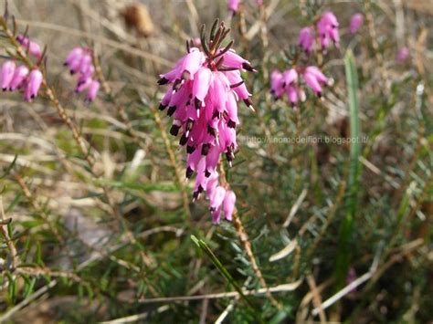 Marzo fiorellini bianchi sottobosco : In nome dei fiori: Erica carnea: minuscoli fiori rosa