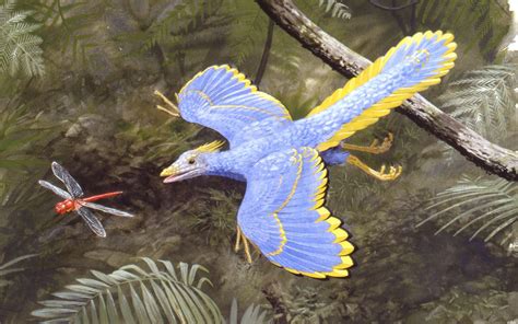 Archaeopteryx O Primeiro Dinossauro Com Penas Descoberto
