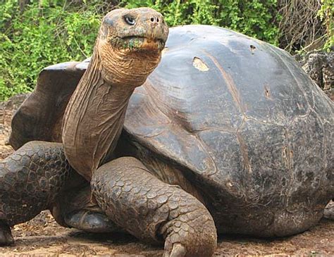 In this post, we will be talking about the plants that are safe and not safe for tortoises. Galapagos Tortoise - The World's Largest Tortoise | Animal ...