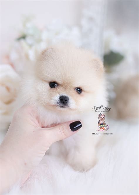 Pomeranian Puppy 528 Teacup Puppies And Boutique
