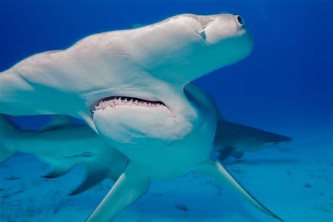 Floridas Hammerhead Sharks Suffer Severe Population