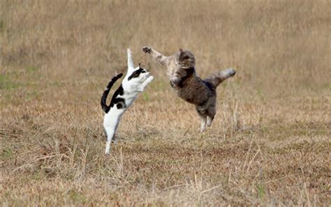 Wallpaper Two Cats Jumping In The Grass 1920x1200 Hd Picture Image