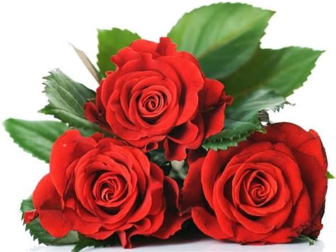 Free Free 191 Sunflower And Rose Bouquet Svg SVG PNG EPS DXF File