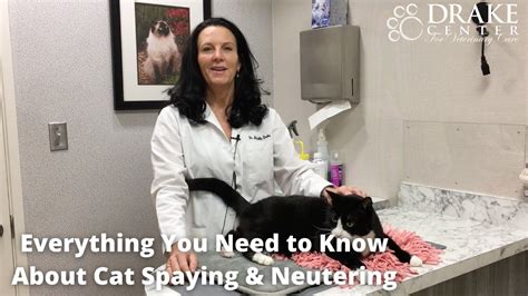 Everything You Need To Know About Cat Spaying And Neutering Youtube