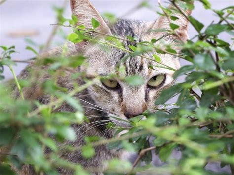Dec 06, 2019 · more plants poisonous to cats. Are Carnations Poisonous to Cats? (with Pictures) | eHow