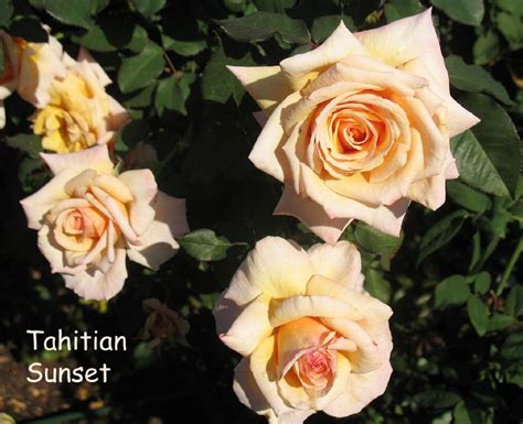 I guess that's why the second edition was launched after a year. tan and cream colored rose names/ info