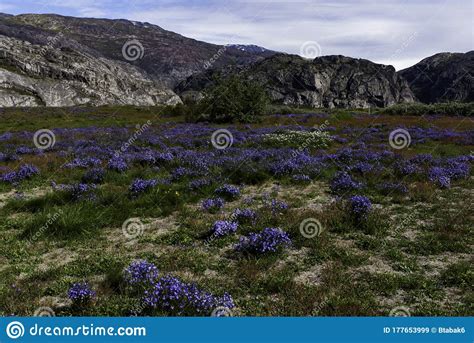 Valley Of Flowers Greenland Stock Image Image Of Colorful Meadow