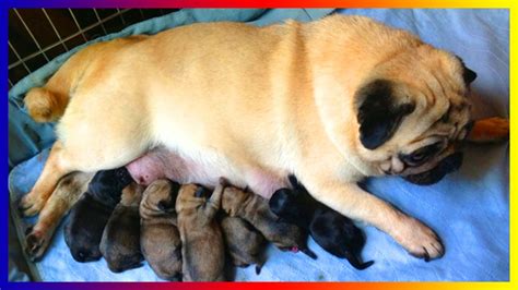 Pug Dog Breeds Giving Birth And Pregnant Seven Puppies Youtube