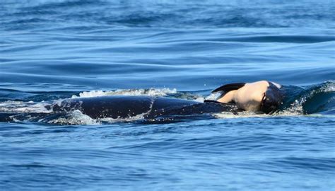 She was one of the most well known orcas in the world. Orca carries dead baby around for 16 days | Newshub