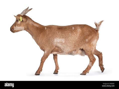 Mature Adult Goat Walking Side Ways Isolated On White Background