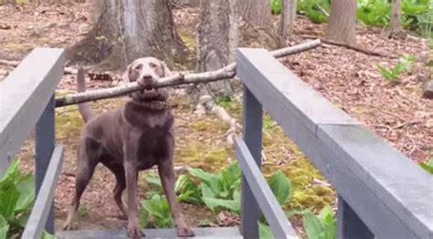 Determined Dog With Giant Stick Finally Figures Out How To Get It