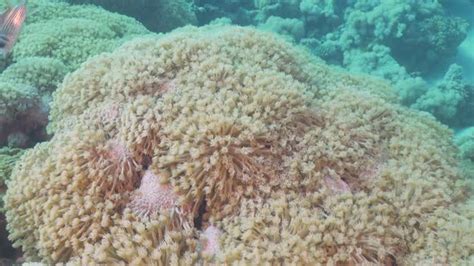 Pufferfish On Coral Reef Stock Footage Videohive