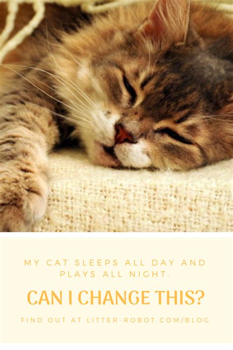 The cats love the taste and smell of the raw shrimp. My Cat Sleeps All Day and Plays All Night. Can I Change ...
