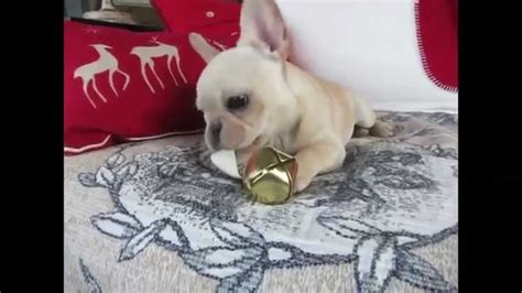 Designed and printed in the uk and comes with brown fleck envelope. French Bulldog Puppy's Christmas Dream - YouTube
